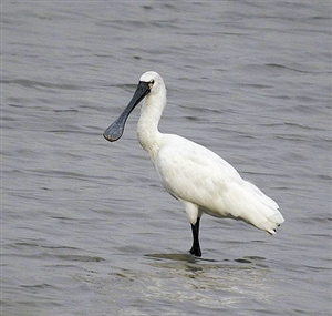 with the same migration , Dongguan people and migratory birds to dear to each other