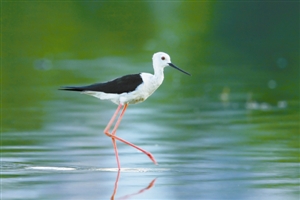 with the same migration , Dongguan people and migratory birds to dear to each other