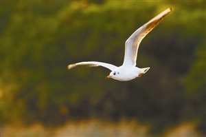 with the same migration , Dongguan people and migratory birds to dear to each other