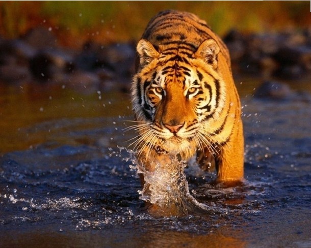 Protect tigers, avoiding poaching and the deterioration of habitats